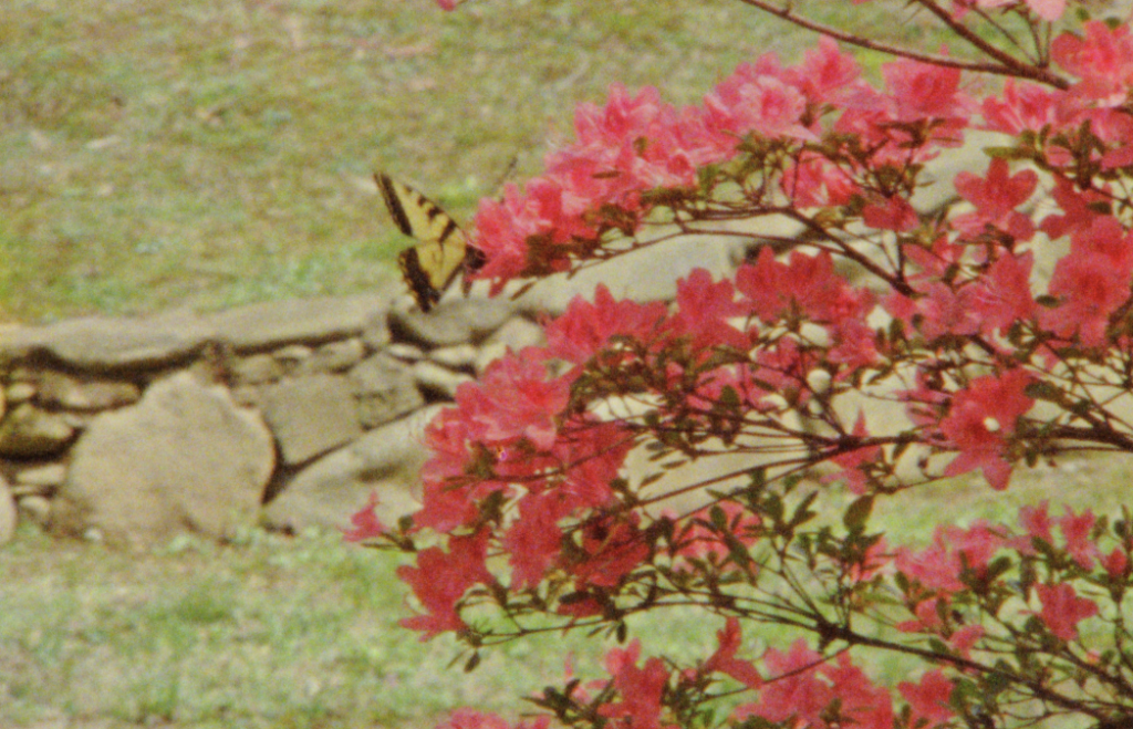 A close-up Super 8mm still frame of a yellow butterfly balancing on the branch of a pink cherry blossom tree in Asheville, North Carolina